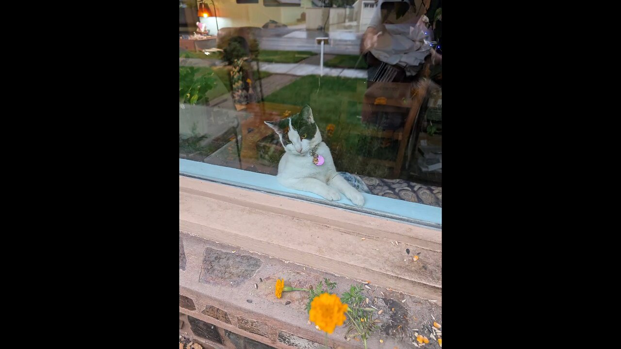 Lolita watches the birds