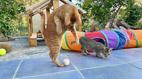 Amazing Lucy Miracle Play With kittens- They seem So Happy in their house!!