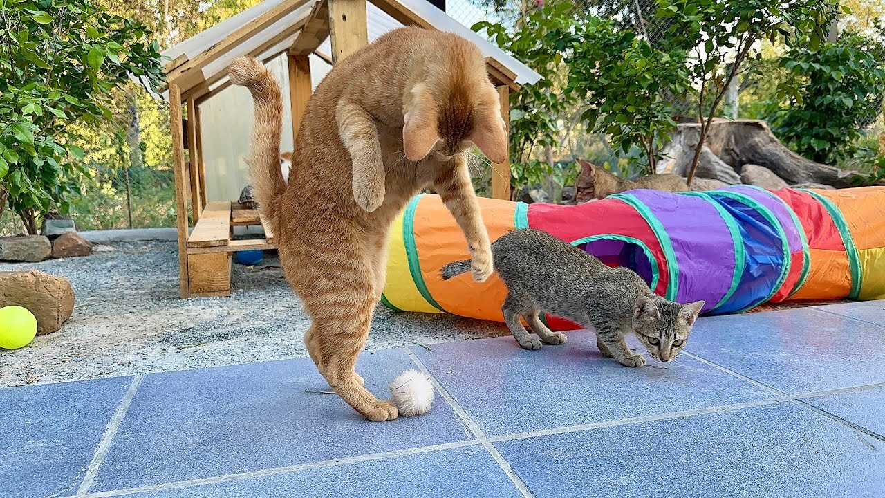 Amazing Lucy Miracle Play With kittens- They seem So Happy in their house!!