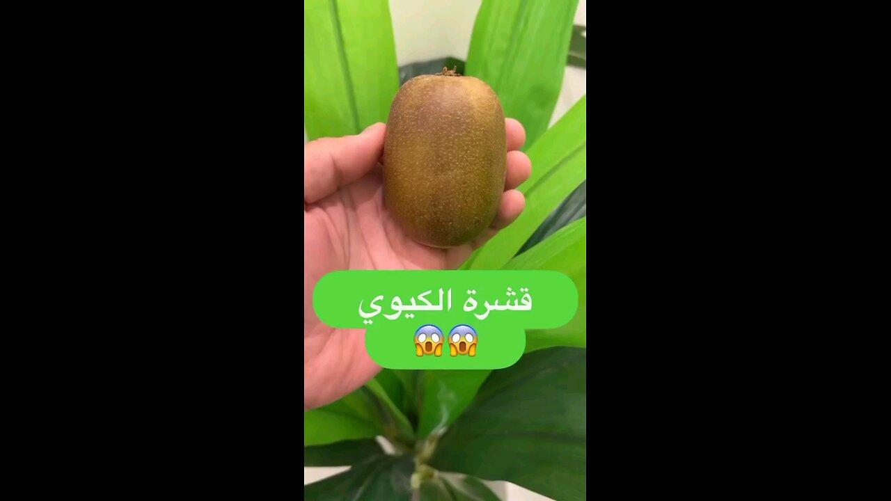 Kiwi crust is better than its fruitقشرة الكيوي أفضل من ثمرتها