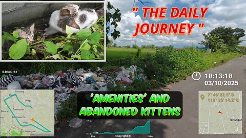 Kitten rescue in Indonesia - a typical morning's routine #kittens #indonesia #irish