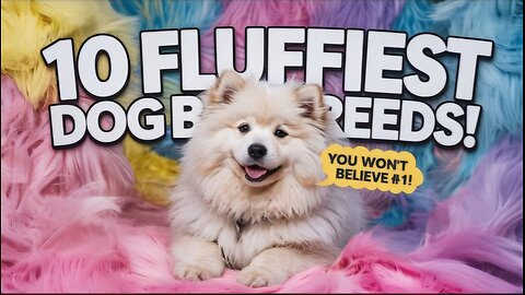 10 Fluffiest Dog Breeds That Feel Like Living Teddy Bears