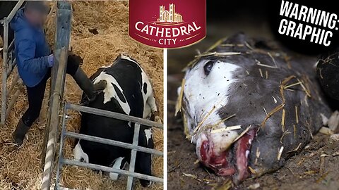 Blood Cheddar: Cathedral City Cheese Exposed (GRAPHIC WARNING)