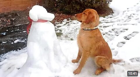 When Your Dog First Encounters Snow ☃️😂 Funny Dog Videos 2025