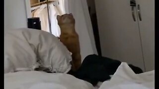 If I Sits
