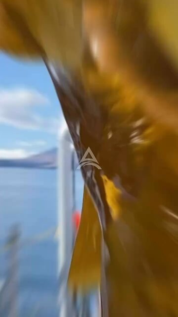 Algas são comestíveis?