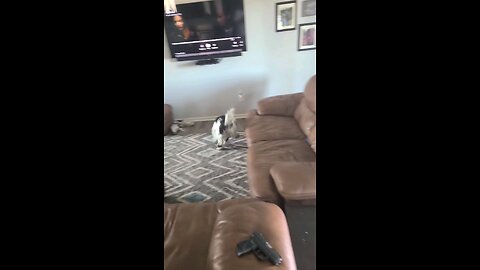 dogs