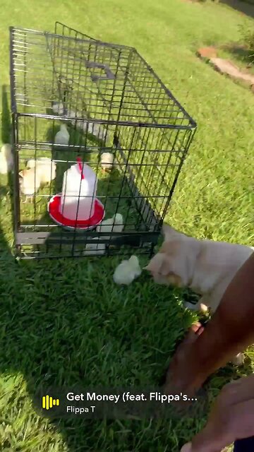 Day 4 of loving chickens