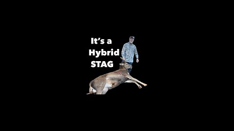 It’s a Hybrid Stag!