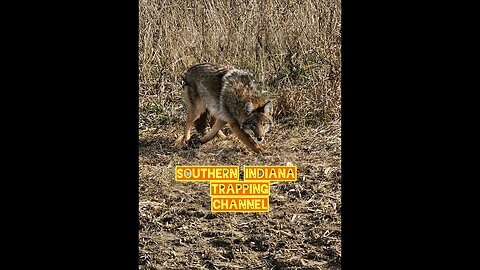 indiana coyotes #5. #coyotes#trapping#Indiana#winter