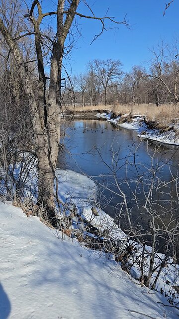 Large Flock of Ducks on Salt Creek