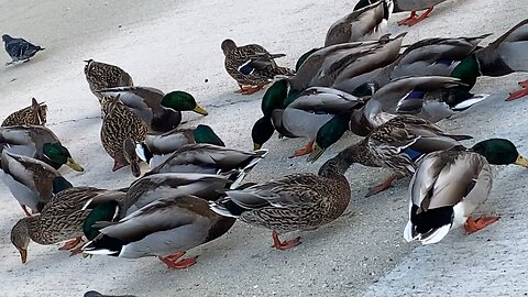 I’m Recording Both Mallard Ducks 🦆 & Pigeon Today on October 14 2025