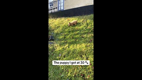 Dog From Heaven | The Pet I’ll Never Forget 🐾
