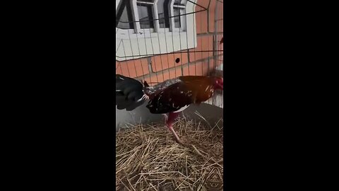 gallo