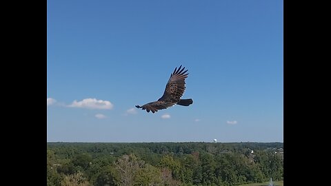 🦅 I Can See Clearly - Johnny Nash 🦅