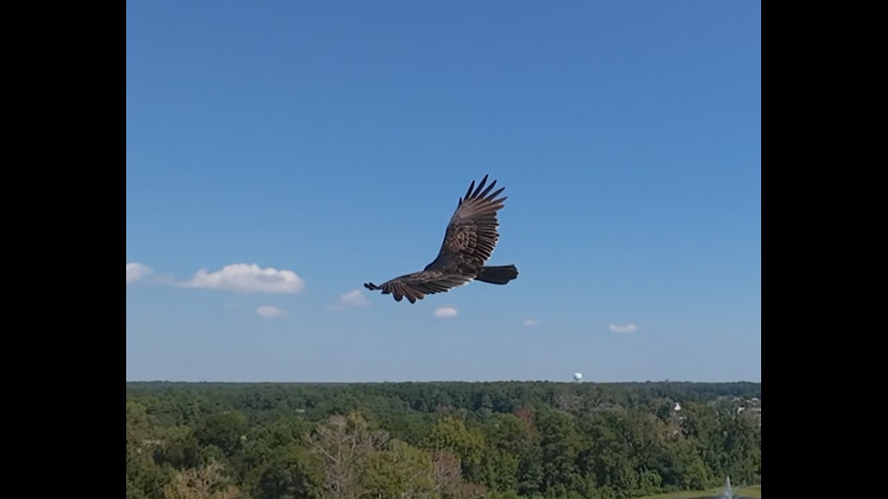 🦅 I Can See Clearly - Johnny Nash 🦅