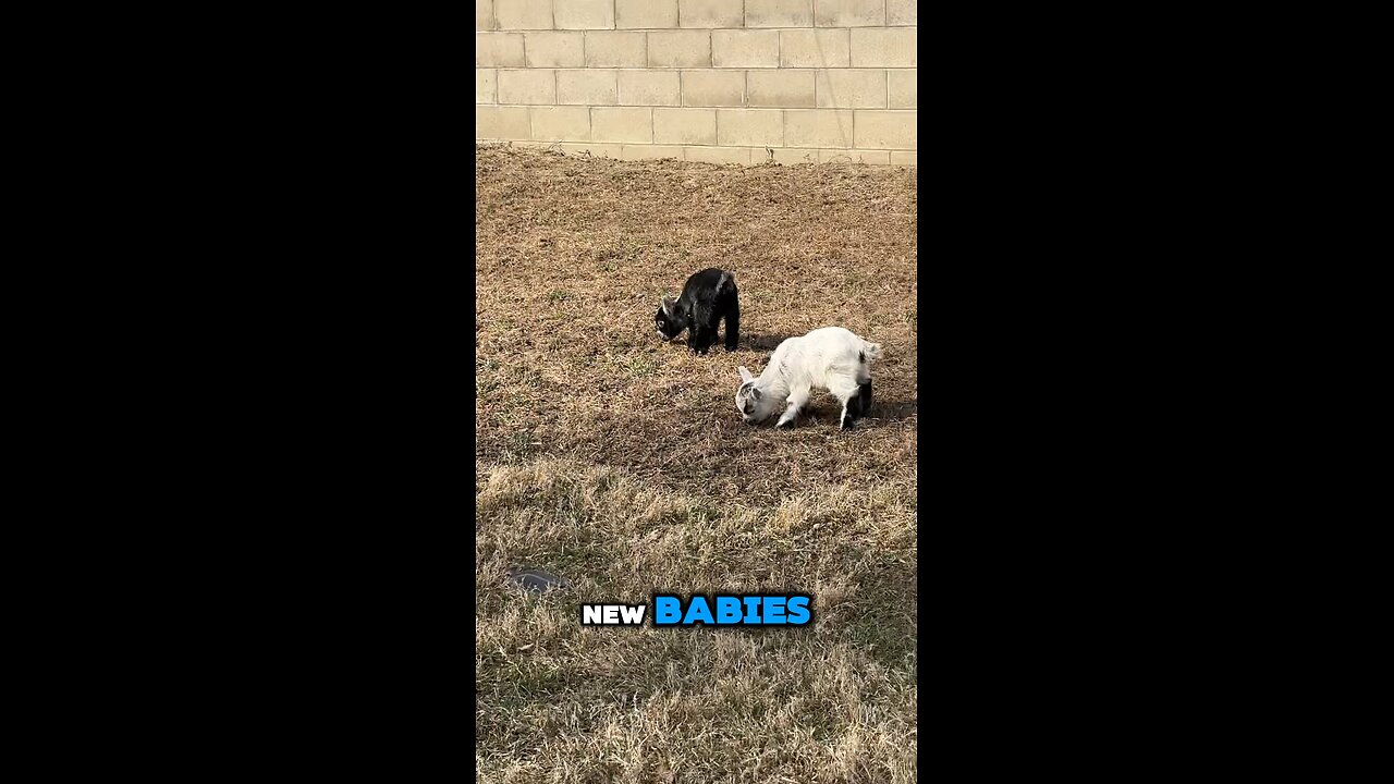 Spring on the Farm!