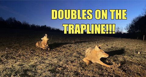 COYOTE DOUBLES ON THE TRAPLINE!!!