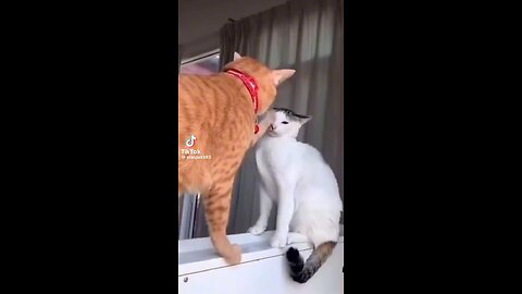 funny cat happy life