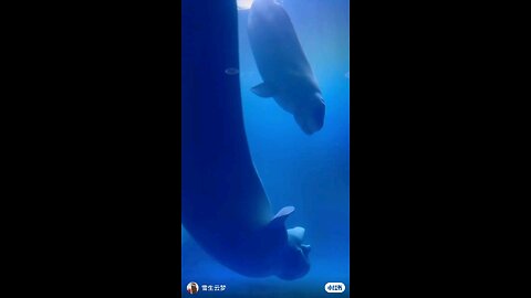 beluga dancing