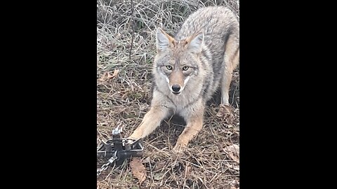 Coyote trapping Day 1