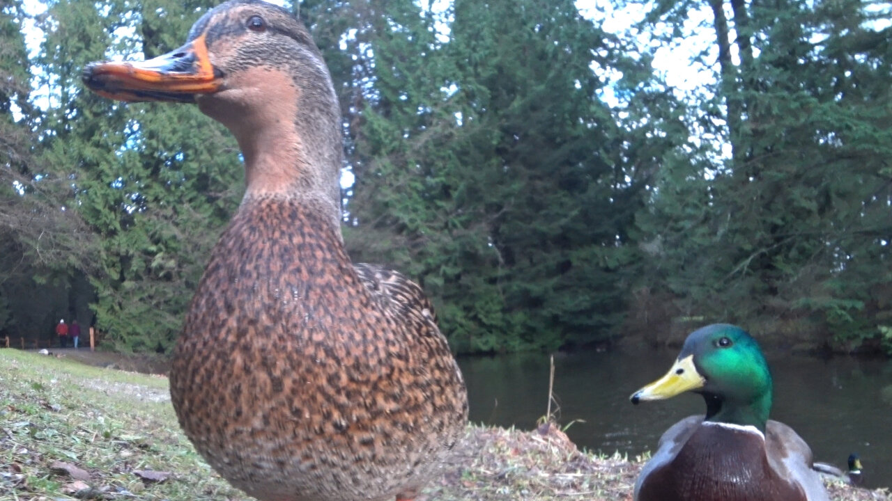 Duck Quacking Saying Hello Sounds