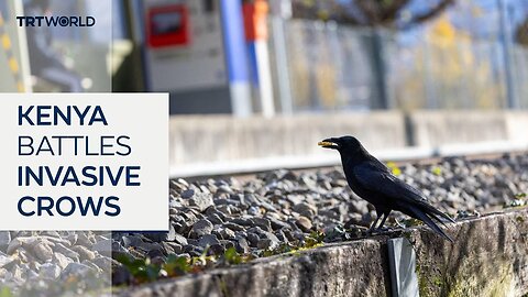 Kenya battles invasive crows threatening ecosystems and economy