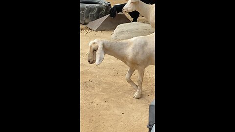 Goats 🐐 #goats #goat #shorts #followme #viral #trending