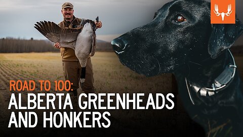 Road to 100 | Alberta Greenheads and Honkers