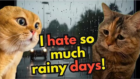 What do Cats do in Rainy Days? (Ep.35)