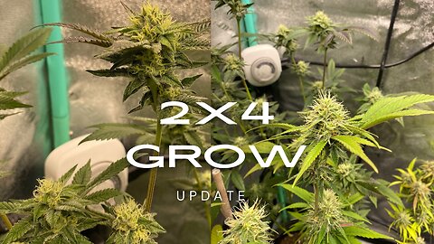 2x4 Grow Tent Update [Ethos Genetics]