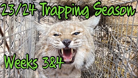 23/24 Trapping Season, Weeks 3 & 4