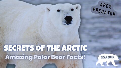 Secrets of the Arctic Discover the Fascinating World of Polar Bears!