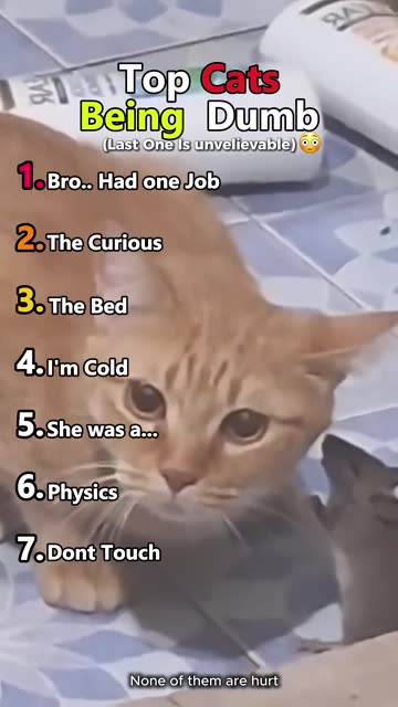Top Cats Being Dumb