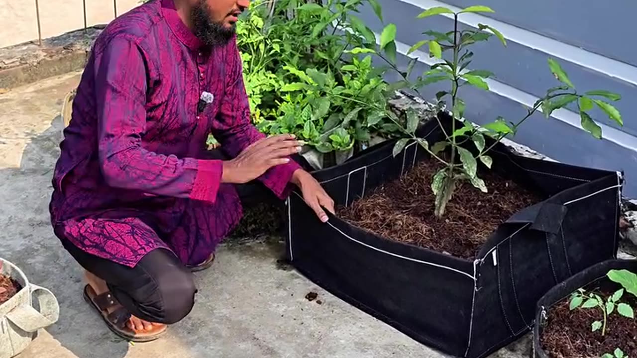 সবজির বেডে ফলের গাছ লাগানো যায়! 🌿 | লাইভ প্রমাণ দেখুন | Siraj Tech Geo Bed