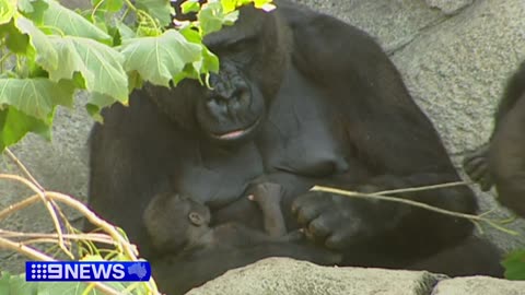 Beloved Melbourne Zoo gorilla mother 'Kimya' dies