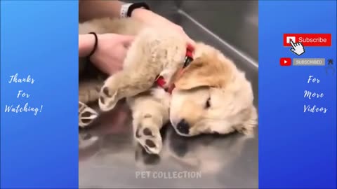 Cute And Funny Pet Videos Baby Dogs