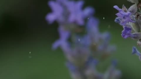 🙏🎬 Praise God | A Short Prayer of Adoration | InGodWeTrustDaily