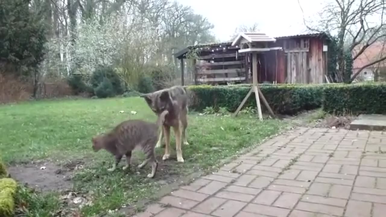 Cat & Dog Playing in Field