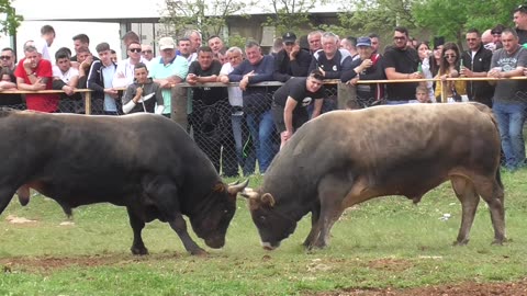 Odin od Šakića vs Medonja od Goje i Sinova Dicmo 2025