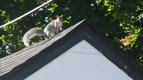 Squirrel