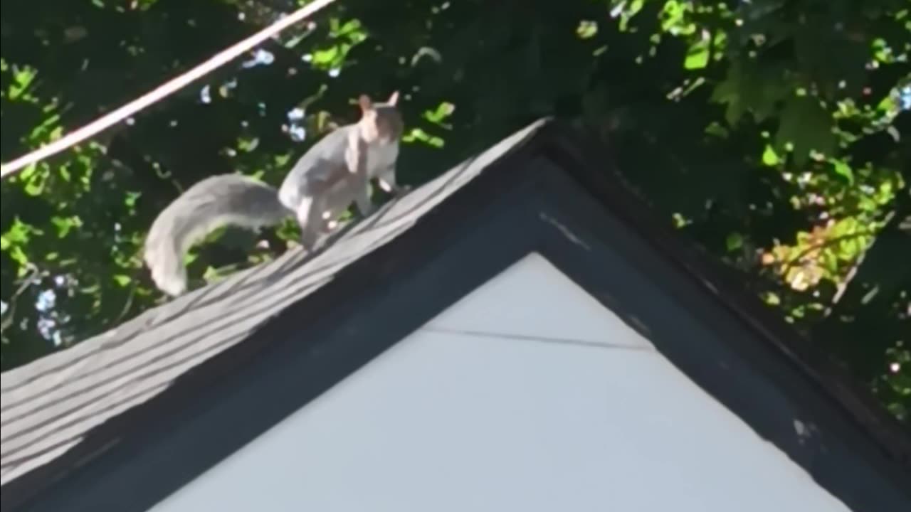 Squirrel
