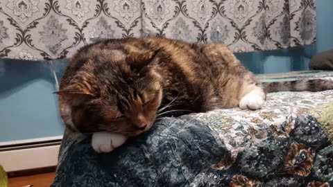 The Most Adorable Bedtime Cat nap 💤