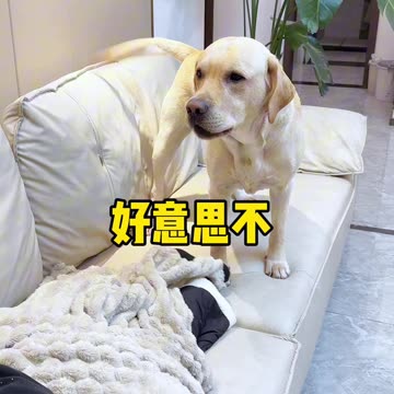 Funny video of people and dogs video 2025 skc.com 64
