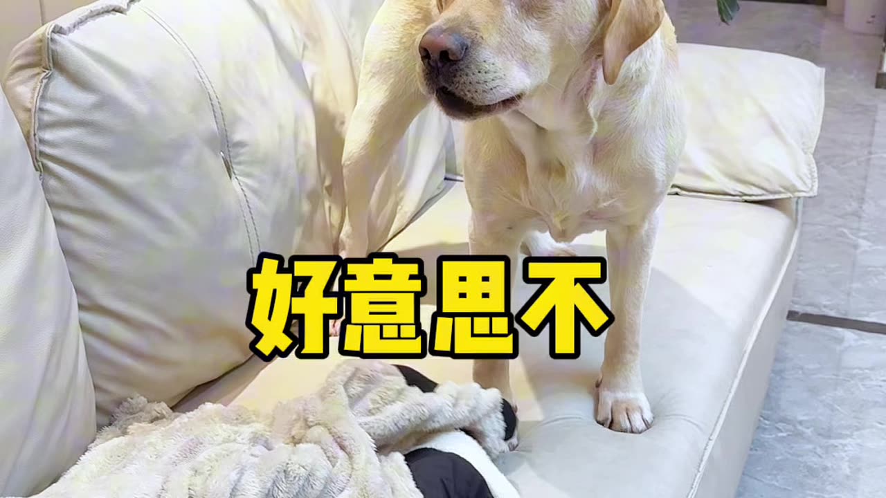 Funny video of people and dogs video 2025 skc.com 64