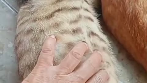 “Hilarious Cat Belly Tickle Fight! Orange Cat Gets Jealous When Mom Tickles His Buddy 😂🐱”