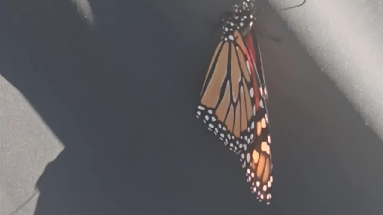 Monarch butterfly