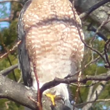 a Red Eyed Cooper's Hawk