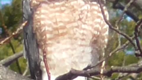 a Red Eyed Cooper's Hawk