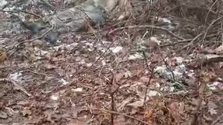 Early snowdrop from Sumy Oblast